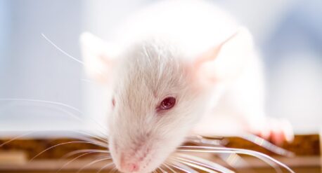 Exploring the Effects of Getting Mice Drunk on Bone Health