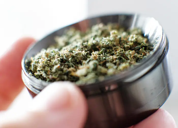 Marijuana risks, close up of marijuana in a grinder - Mary Jane