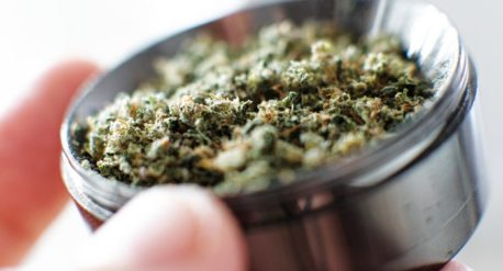 Marijuana risks, close up of marijuana in a grinder - Mary Jane