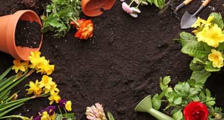 planting an aromatherapy garden